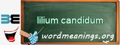 WordMeaning blackboard for lilium candidum